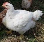 Hen (boiler chicken)