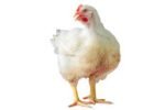 Hen (boiler chicken) - Image 2